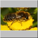 Colletes daviesanus - Seidenbiene m001b 9mm - Sandgrube Niedringhaussee-det.jpg